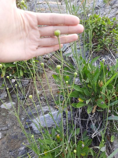 Cephalaria coriacea, photographed by Виктория Билоус