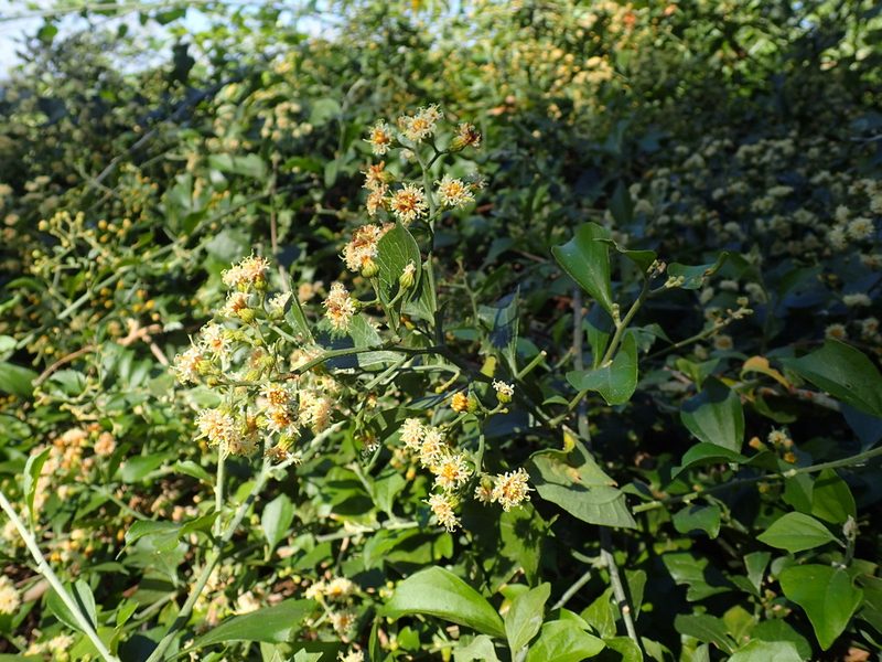 Distephanus anisochaetoides, photographed by Mahomed Desai