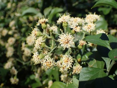 Distephanus anisochaetoides, photographed by Mahomed Desai