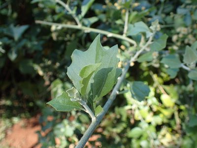 Distephanus anisochaetoides, photographed by Mahomed Desai
