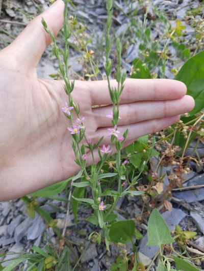 Schenkia spicata, photographed by Виктория Билоус