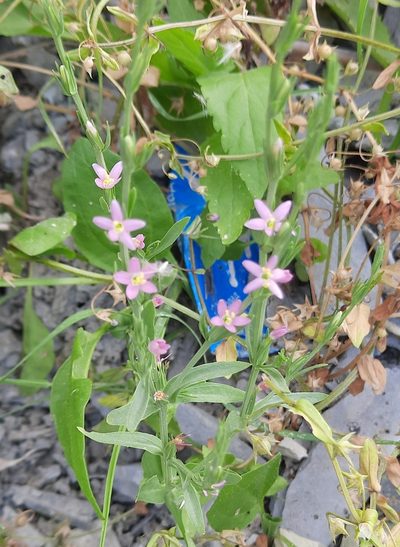 Schenkia spicata, photographed by Виктория Билоус