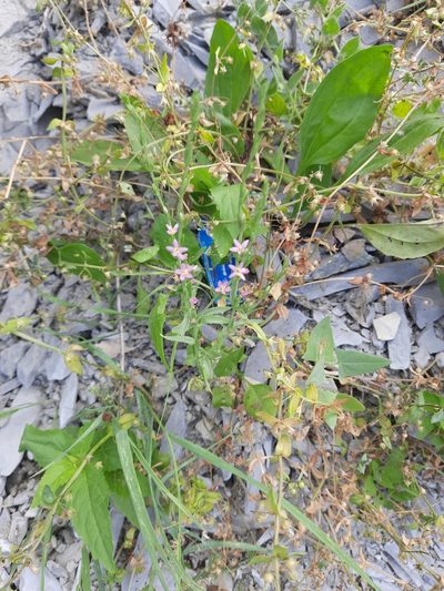 Schenkia spicata, photographed by Виктория Билоус