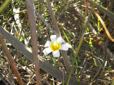 Romulea flava, photographed by Tim Kirsten