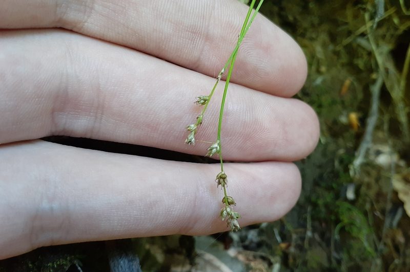 Carex brunnescens, photographed by Quinten Wiegersma
