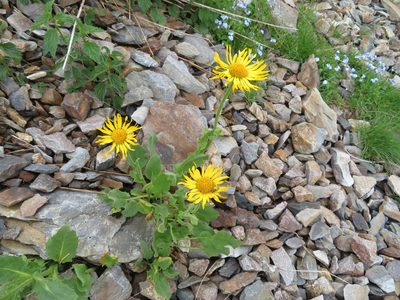 Doronicum grandiflorum, photographed by Marco Mussita