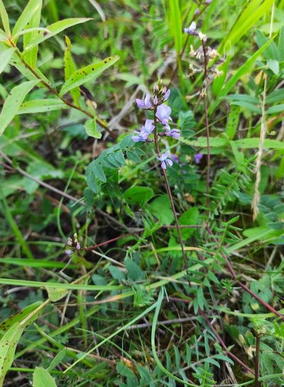 Oxytropis glabra, photographed by Юлия