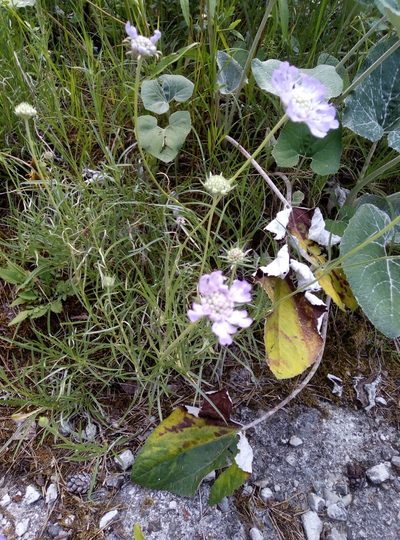 Lomelosia graminifolia, photographed by Martin Jung