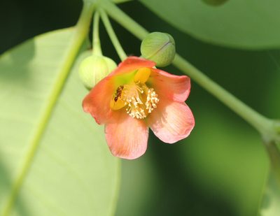 Cratoxylum cochinchinense, photographed by Agnes Trekker