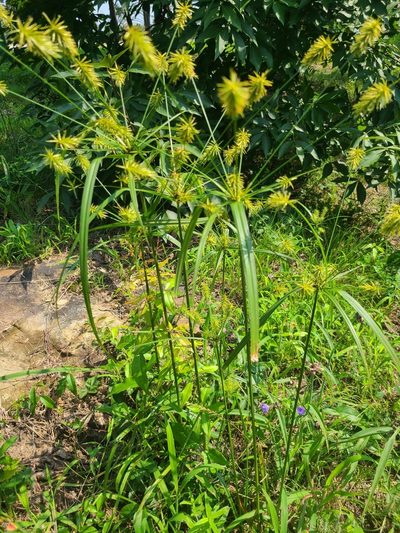 Cyperus retrofractus, photographed by Jeff Wilson