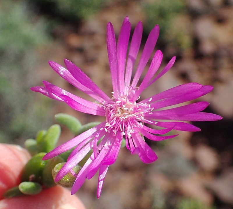 Drosanthemum lique, photographed by Nicola van Berkel