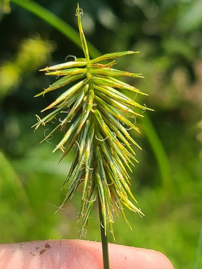 Cyperus retrofractus, photographed by Jeff Wilson