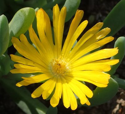 Malephora lutea, photographed by Nicola van Berkel