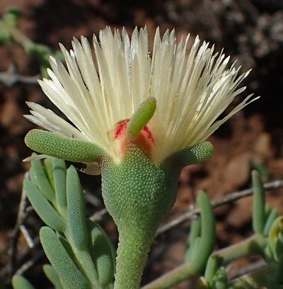 Mesembryanthemum splendens, photographed by Nicola van Berkel