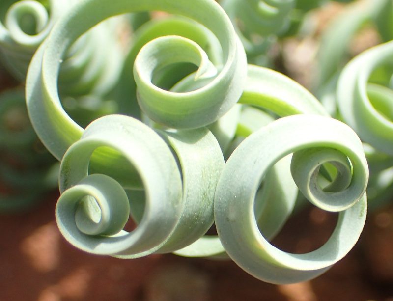 Coilonox concordianum, photographed by Nicola van Berkel