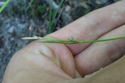Carex communis, photographed by Quinten Wiegersma