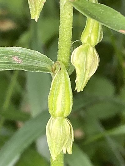 Epipactis phyllanthes, photographed by Terry Instone
