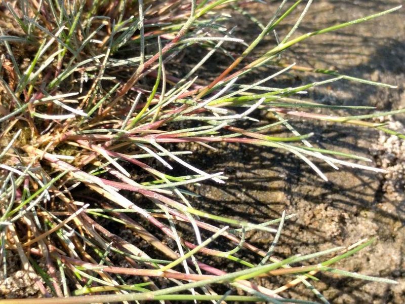 Puccinellia maritima, photographed by Michel Langeveld