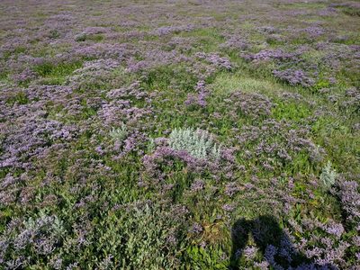 Limonium vulgare, photographed by Michel Langeveld