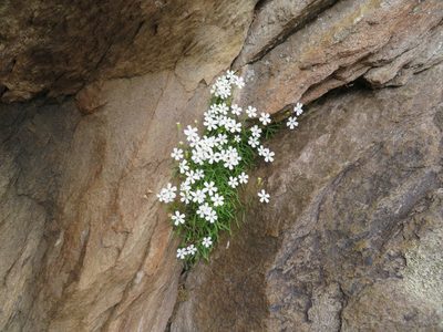 Heliosperma pusillum, photographed by Marco Mussita