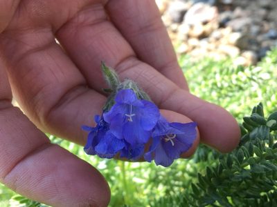 Polemonium viscosum, photographed by Harrison J Elkins