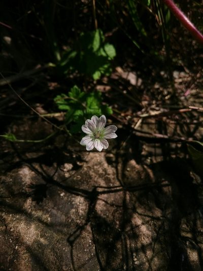 Geranium schlechteri, photographed by Henry de Lange
