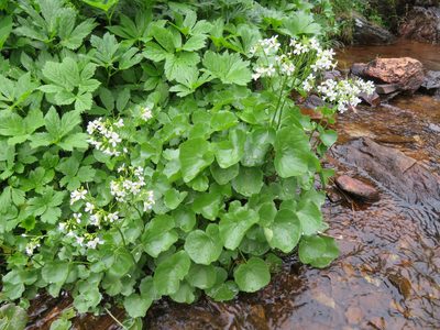 Cardamine asarifolia, photographed by Marco Mussita