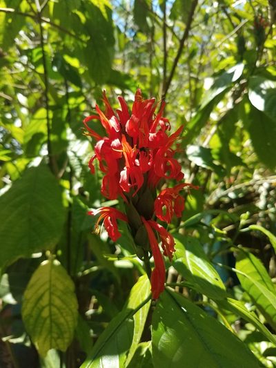 Pachystachys coccinea, photographed by geralg