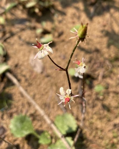 Micranthes lyallii, photographed by Caleb Catto