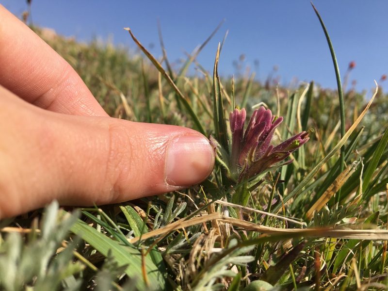 Castilleja pulchella, photographed by Harrison J Elkins