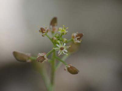 Hornungia petraea, photographed by Yves Bas