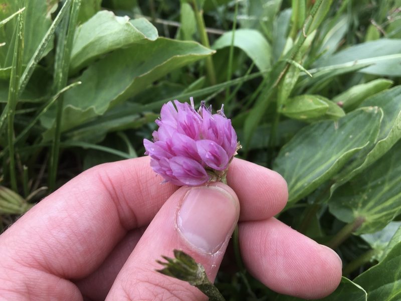 Trifolium parryi, photographed by Harrison J Elkins