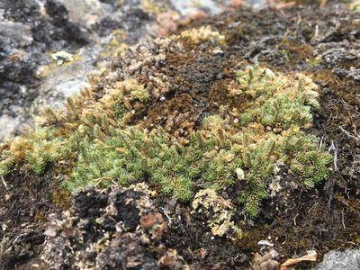 Pseudolycopodium densum, photographed by Harrison J Elkins