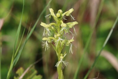 Platanthera lacera, photographed by er-birds
