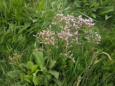 Limonium vulgare, photographed by Michel Langeveld