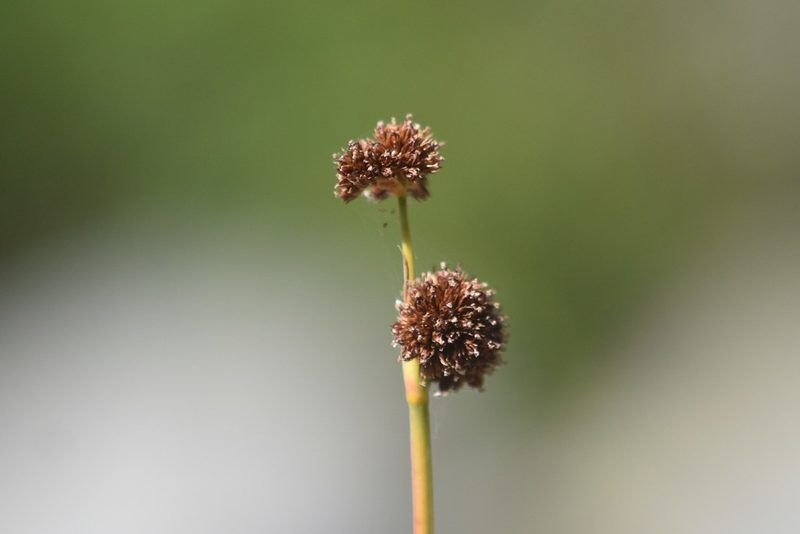 Juncus ensifolius, photographed by Braden J. Judson