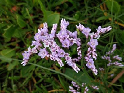 Limonium vulgare, photographed by Michel Langeveld