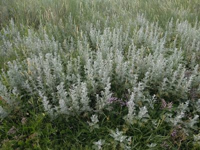 Artemisia maritima, photographed by Michel Langeveld