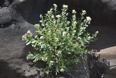 Luina hypoleuca, photographed by Braden J. Judson