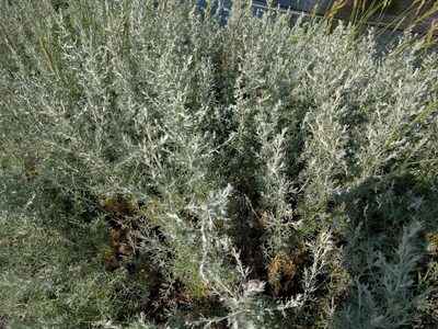 Artemisia maritima, photographed by Michel Langeveld