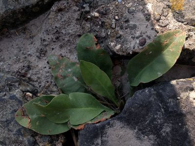 Limonium vulgare, photographed by Michel Langeveld
