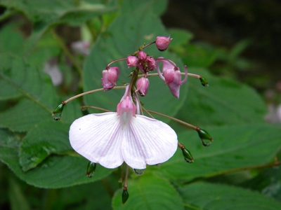 Impatiens maculata, photographed by Ansil B.R.