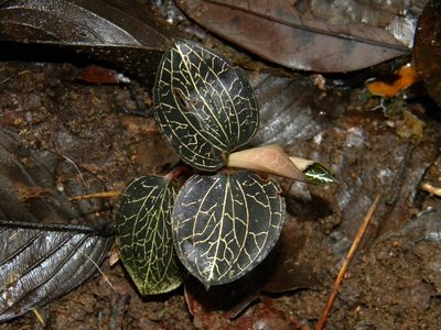 Anoectochilus elatus, photographed by Ansil B.R.