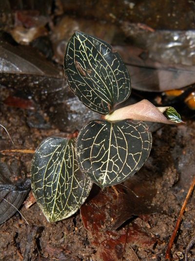 Anoectochilus elatus, photographed by Ansil B.R.