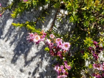 Phyllodoce breweri, photographed by Jonathan Curley