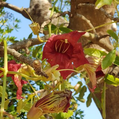 Kigelia africana, photographed by Margaret Burger
