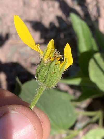 Arnica gracilis, photographed by Spencer Quayle