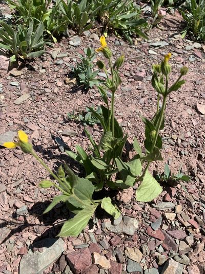 Arnica gracilis, photographed by Spencer Quayle