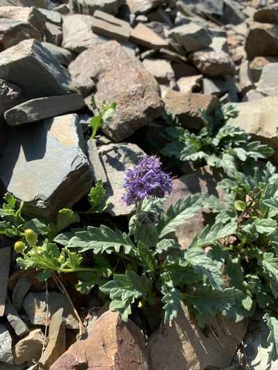 Phacelia lyallii, photographed by Spencer Quayle
