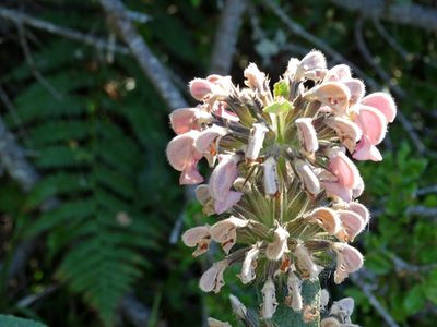 Phlomis samia, photographed by Kostas Zontanos